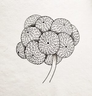 Pen Drawing